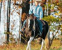 beginner-quarter-horse