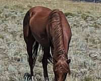 sorrel-arabian-horse