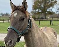 beginner-rocky-mountain-horse