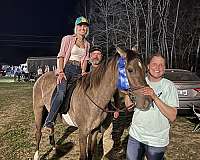 buddy-rocky-mountain-horse