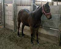 farrier-work-filly