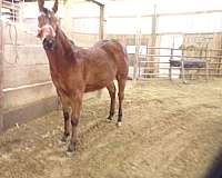 trailered-filly