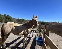 halter-started-under-saddle-spotted-spotted-horse