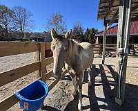 buckskin-halter-started-under-saddle-horse