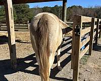 buckskin-spotted-spotted-saddle-for-sale