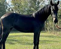 friesian-yearling-mare