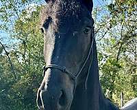 yearling-filly-mare