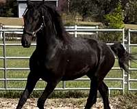 black-none-horse