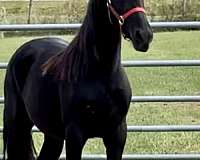 black-friesian-gelding