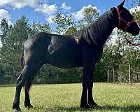 black-gelding-for-sale