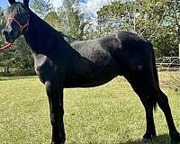 15-hand-friesian-gelding