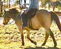 quarter-horse-gelding