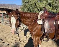 chestnut-blaze-four-white-stockings-horse