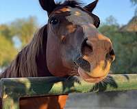 blaze-four-white-stockings-horse