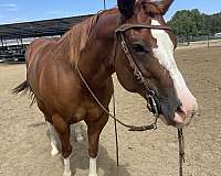 beginner-quarter-horse