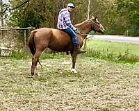 family-horse-babysitter-quarter-horse