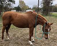 grandparents-horse-quarter