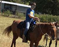 beginner-safe-kid-pony-quarter-horse