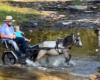 dappled-miniature-horse