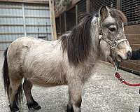 great-hooves-miniature-horse