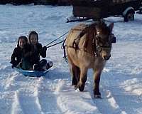 obedient-miniature-horse