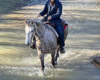 breeding-tennessee-walking-horse