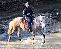 has-shoes-on-tennessee-walking-horse