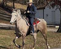 pretty-grey-tennessee-walking-horse