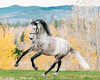 andalusian-horse-for-sale