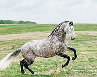 racing-andalusian-horse