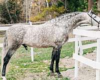 andalusian-stallion