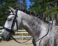 andalusian-horse