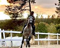 barrel-andalusian-horse