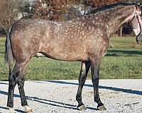 barrel-racing-andalusian-horse