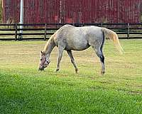 canadian-thoroughbred-gelding