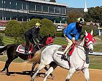 canadian-thoroughbred