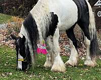 dressage-flashy-gypsy-vanner-horse