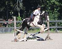 english-saddle-gypsy-vanner-horse