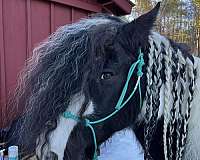 intermediate-gypsy-vanner-horse