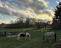 all-around-ridden-western-horse