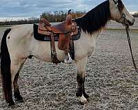 buckskin-all-around-ridden-western-horse