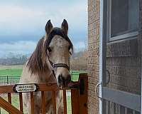 all-around-quarter-horse