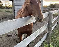 barefoot-quarter-horse