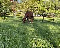 broodmare-quarter-horse