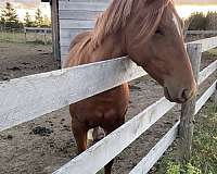 backed-quarter-horse