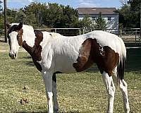 bay-hunt-seat-equitati-horse