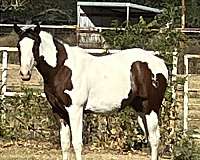 bay-hunt-seat-equitati-horse