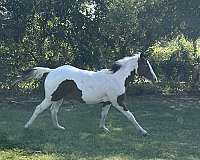 hunt-seat-equitati-horse