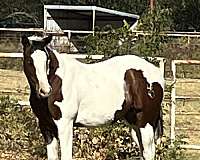 hunt-seat-equitati-filly