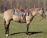 grullo-quarter-horse